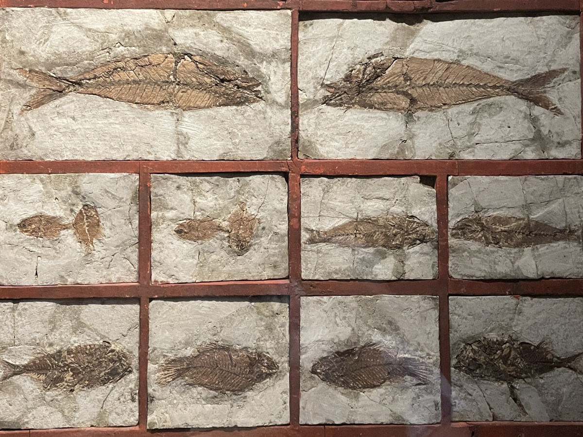 Fossil